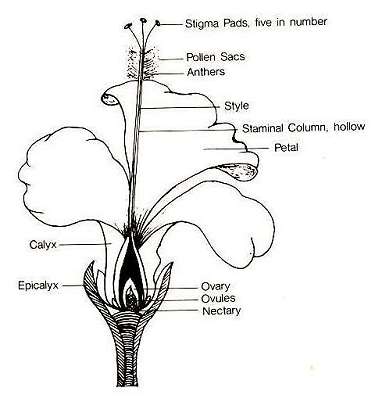 The parts of a hibiscus flower 