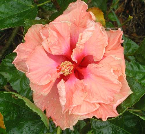 Apricot_Delight9.JPG