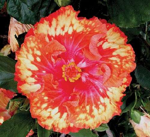 Audrey2.jpg