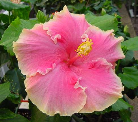 Hawaiian_Sunset Francoise.jpg
