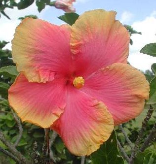 Hubba_Hubba AKA Aloha.JPG