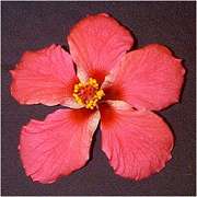 Rose_Scott AKA versicolour.jpg
