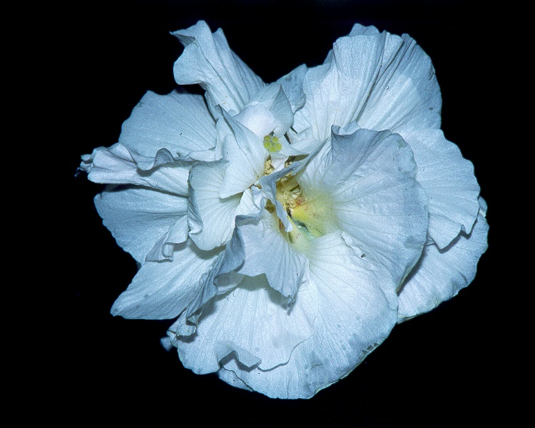 Rose_of_Sharon [hibiscus mutabilus-morning].jpg