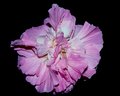 Rose_of_Sharon [Hibiscus mutabilus-evening].jpg