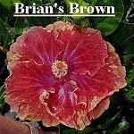 BRIANSBR.jpg