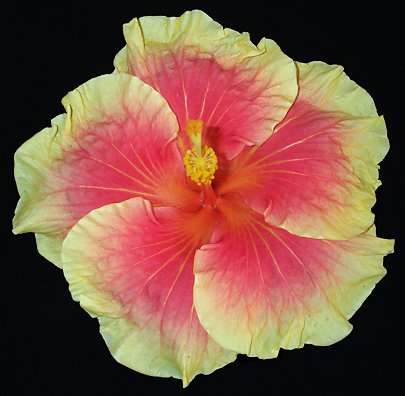 Bali_Sunset AllanL.jpg