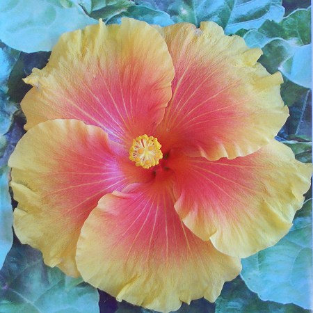 Bali_Sunset JimP.jpg