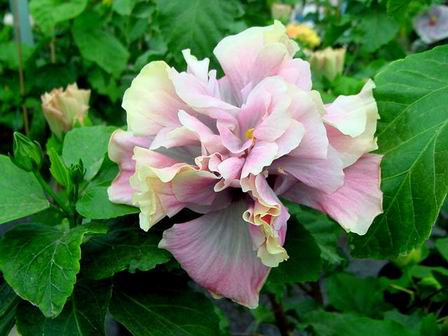 Bedroom_Eyes Francoise.jpg