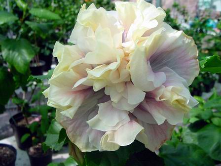 Bedroom_Eyes Francoise2.jpg