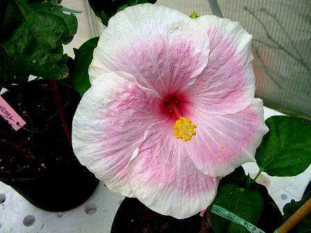 Big_Al Francoise.jpg