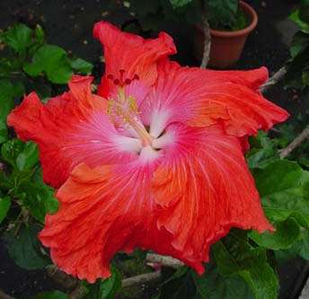 Big_Tango Gommer.jpg