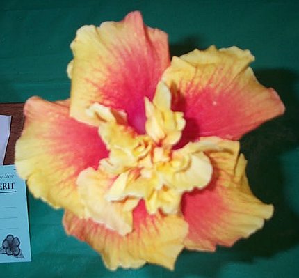 Bright_Eyes Liberace x Charles_September.jpg