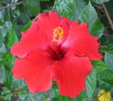 Brilliant LarryJ.jpg