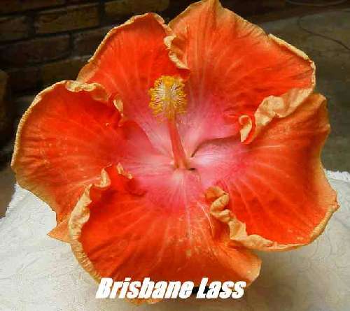 Brisbane_Lass FredW2.jpg