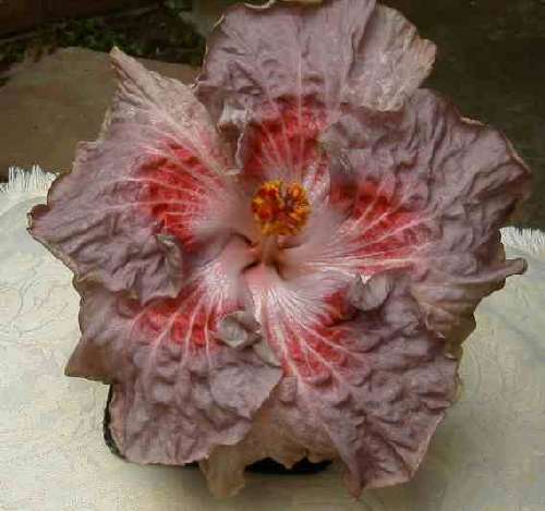 Bundy_Treasure FredW.jpg