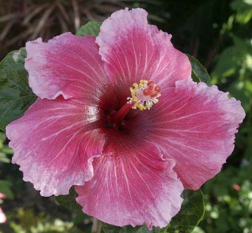 Burgundy Blush AKA Cinderella.jpg