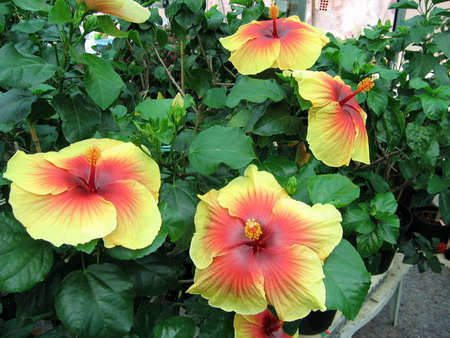 Burnished_Gold Francoise.jpg