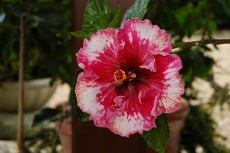 Burr_Phillips Josette.jpg