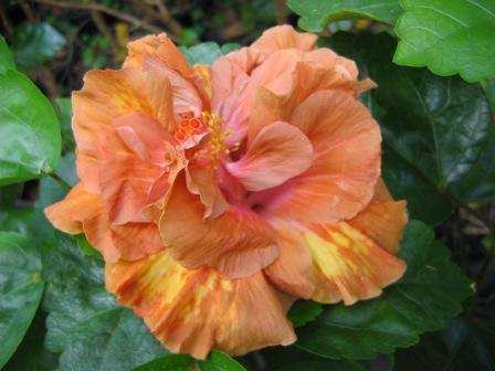 Butterscotch_Sundae LarryJ.jpg