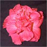 Camellia_Rose.jpg