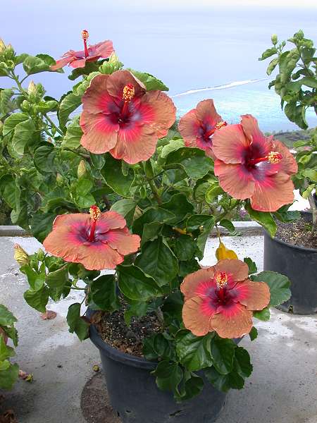 Campfire_Girl-bush RJ.jpg