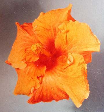 Chester_Frowe AM.JPG