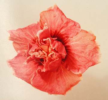 Christian_Gruiner AM.JPG