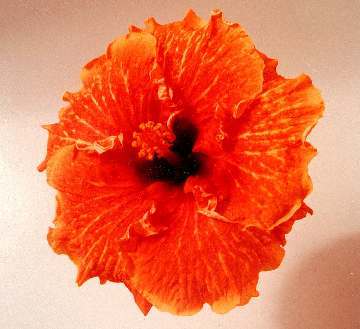 Colonial_House AM.JPG