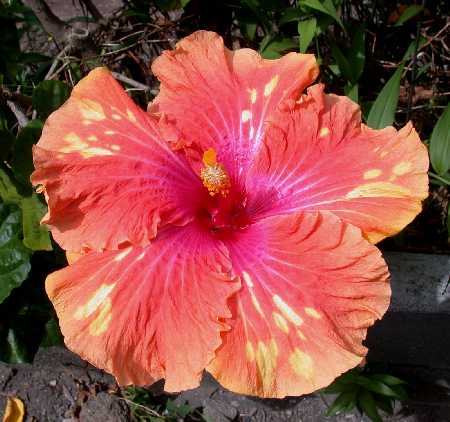 Courier_Mail RJ1.jpg