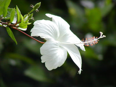 Dainty_White Sophie.jpg