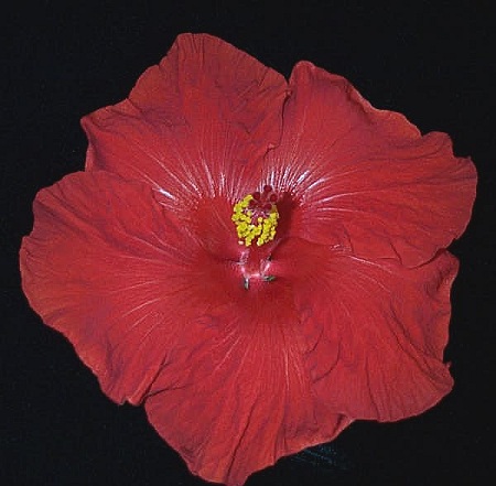 Devil_Woman JimP.jpg