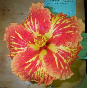 Doctor_John_Bashford Fred2.jpg