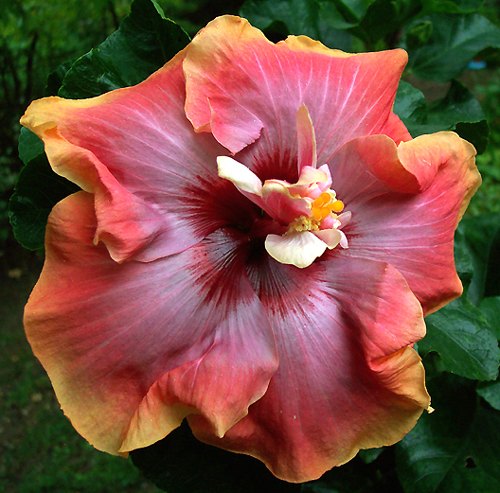 Donna_Lynn DenisC.jpg