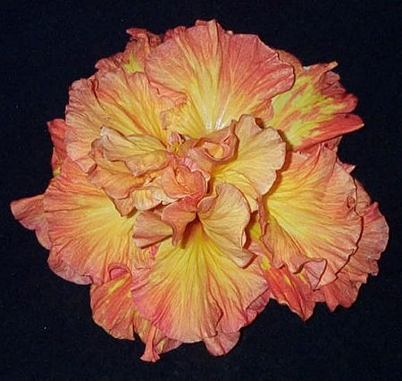 Dorothy_Olive JimP2.jpg