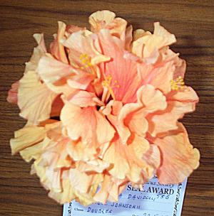 Double_Johnsonii Amanda.jpg