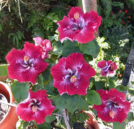 Dragons_Breath RJ1.jpg