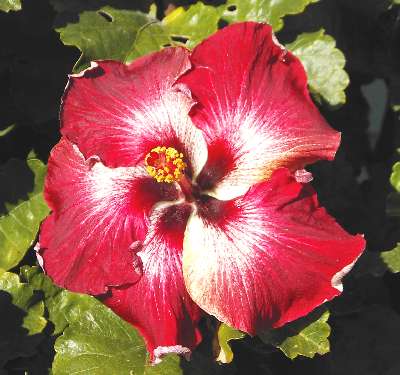 Dragons_Breath WM.jpg