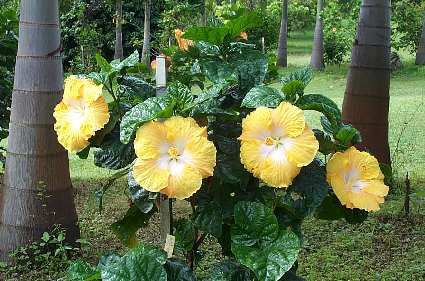 Egg_Roll-plant Little.jpg