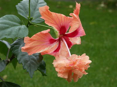 El_Capitolio_Sport RHolland.jpg