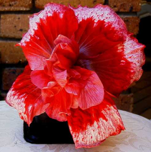 Elaine_Rose FredW2.jpg