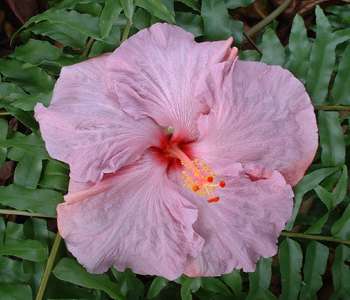 Elderberry Gloria.jpg