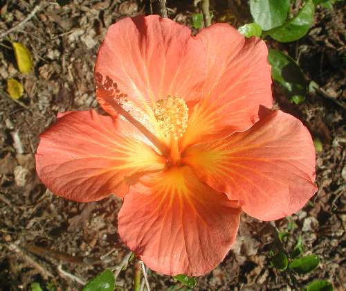 Elena_Mia x Harvest_Moon.jpg