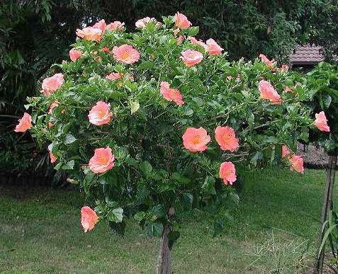 Elena_Mia-bush RMan.jpg