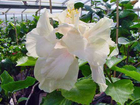 Elephant_Ear Francoise.jpg