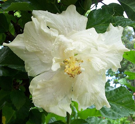 Elephant_Ear RMan.jpg