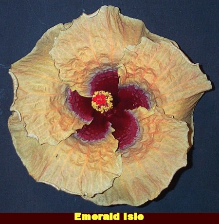 Emerald Isle [Tammy_Faye x Silver_Rose] vanDuhn-JimP.jpg