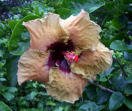 Emerald_Isle RMan.jpg