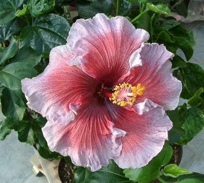 Eva_Paoloni Ursula.jpg