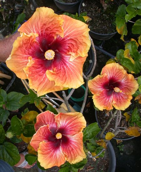 Evelyn_Howard RJ1.jpg