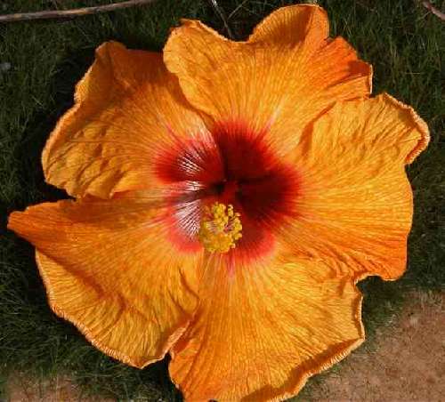 Excess_Rules FredW.jpg